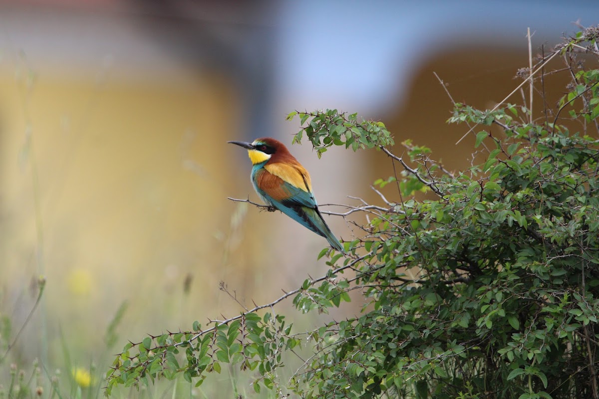 European Bee-eater