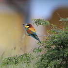 European Bee-eater