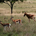 Thompson's Gazelle