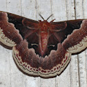 Promethea Silkmoth