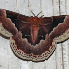 Promethea Silkmoth