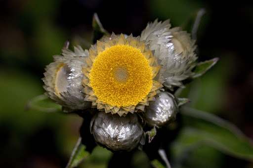 Helichrysum foetidum