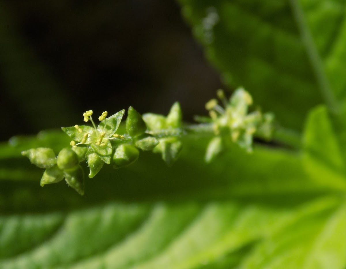 Dog's mercury