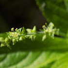 Dog's mercury