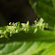 Dog's mercury