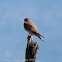 Kestrel; Cernícalo Real