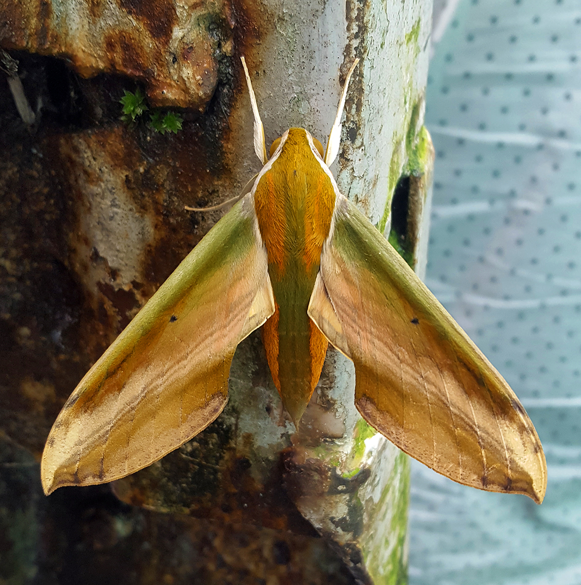 Large Yam Hawkmoth