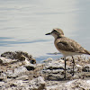 Kittlitz's plover