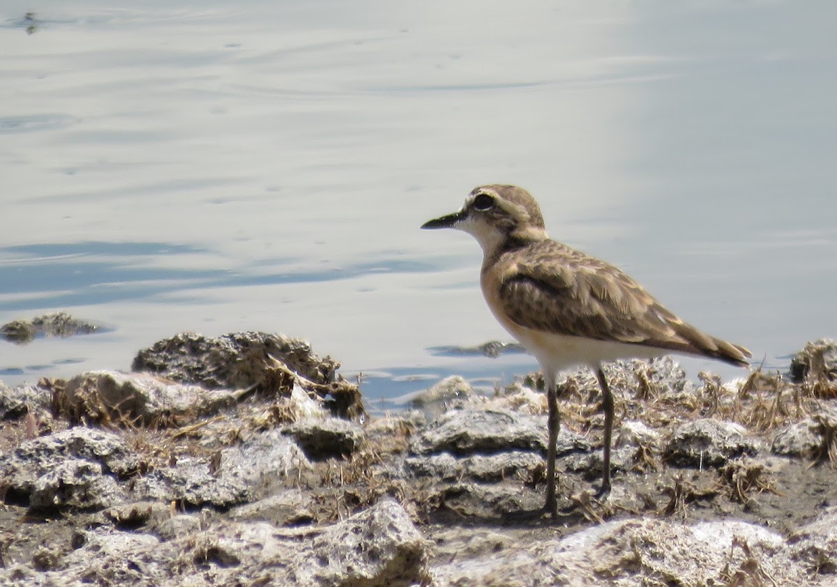 Kittlitz's plover