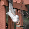 Eastern gray squirrel