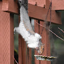 Eastern gray squirrel