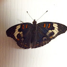 Common Buckeye Butterfly