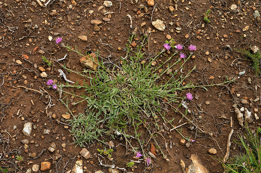 Centaurea gallaecica