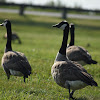 Canada Goose