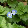 Speedwell