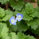 Speedwell