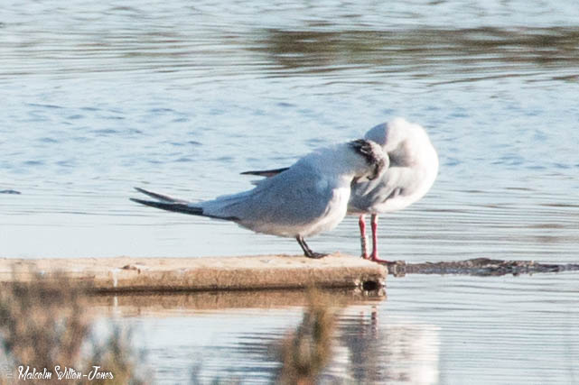 Sandwich Tern; Charrán Patinegro