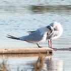 Sandwich Tern; Charrán Patinegro