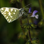 Eastern Bath White