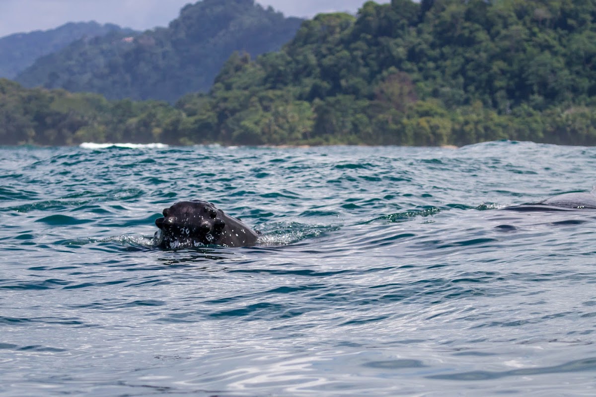 Humpback Whale