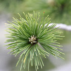 Western White Pine