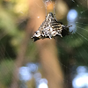 Spined micrathena