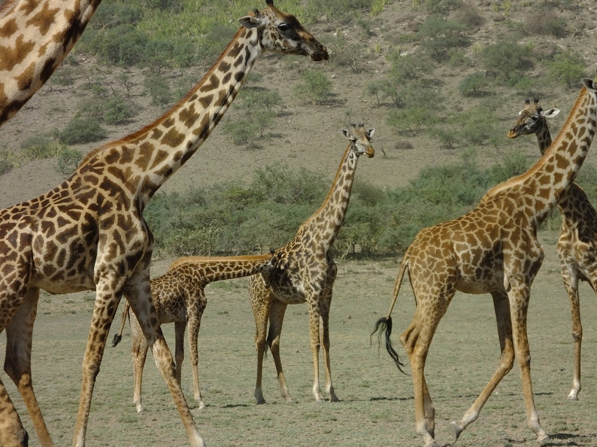 maasai giraffe