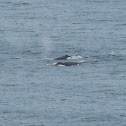 Humpback Whales