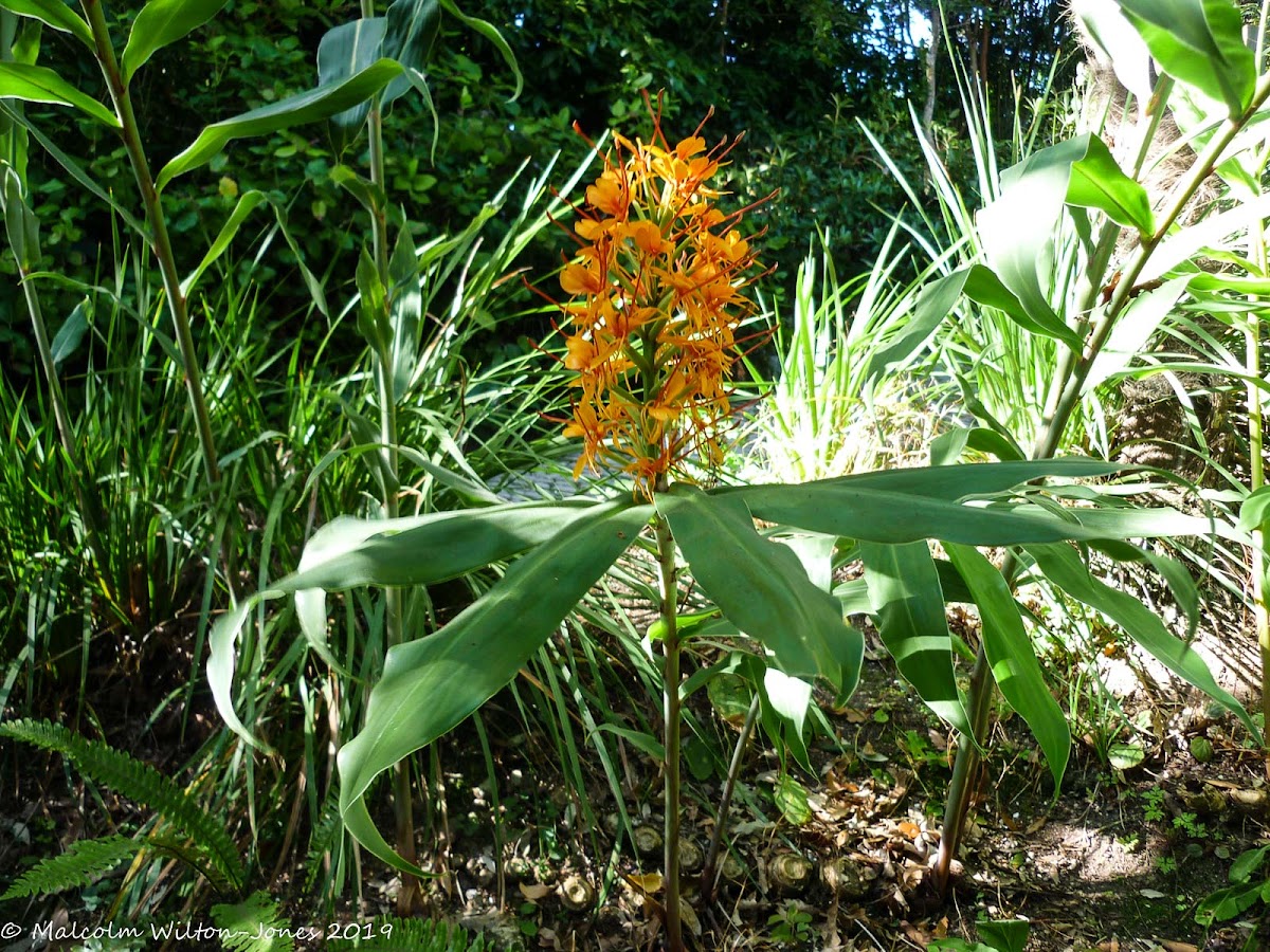 Orange Gingerlily