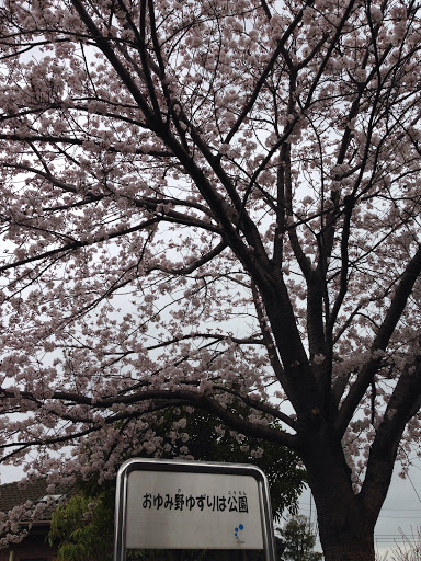 おゆみ野ゆずりは公園