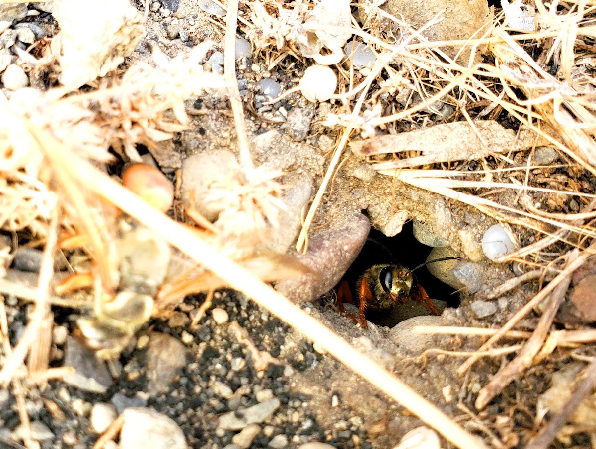 Great Golden Digger Wasp