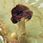 Northern Feather Duster Worm