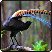 Kicau Burung Lyrebird Terbaru  Icon