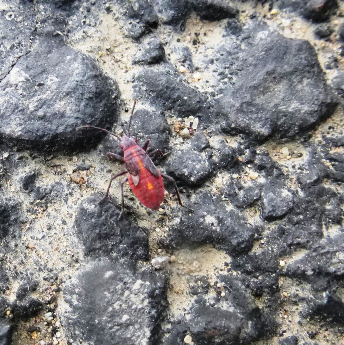 Box Elder Bug