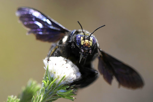 The carpenter bee, found throughout SA, likes to hover over a patch of flowers to which females are attracted, in order to mate.