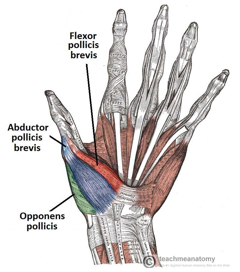 hands.jpg