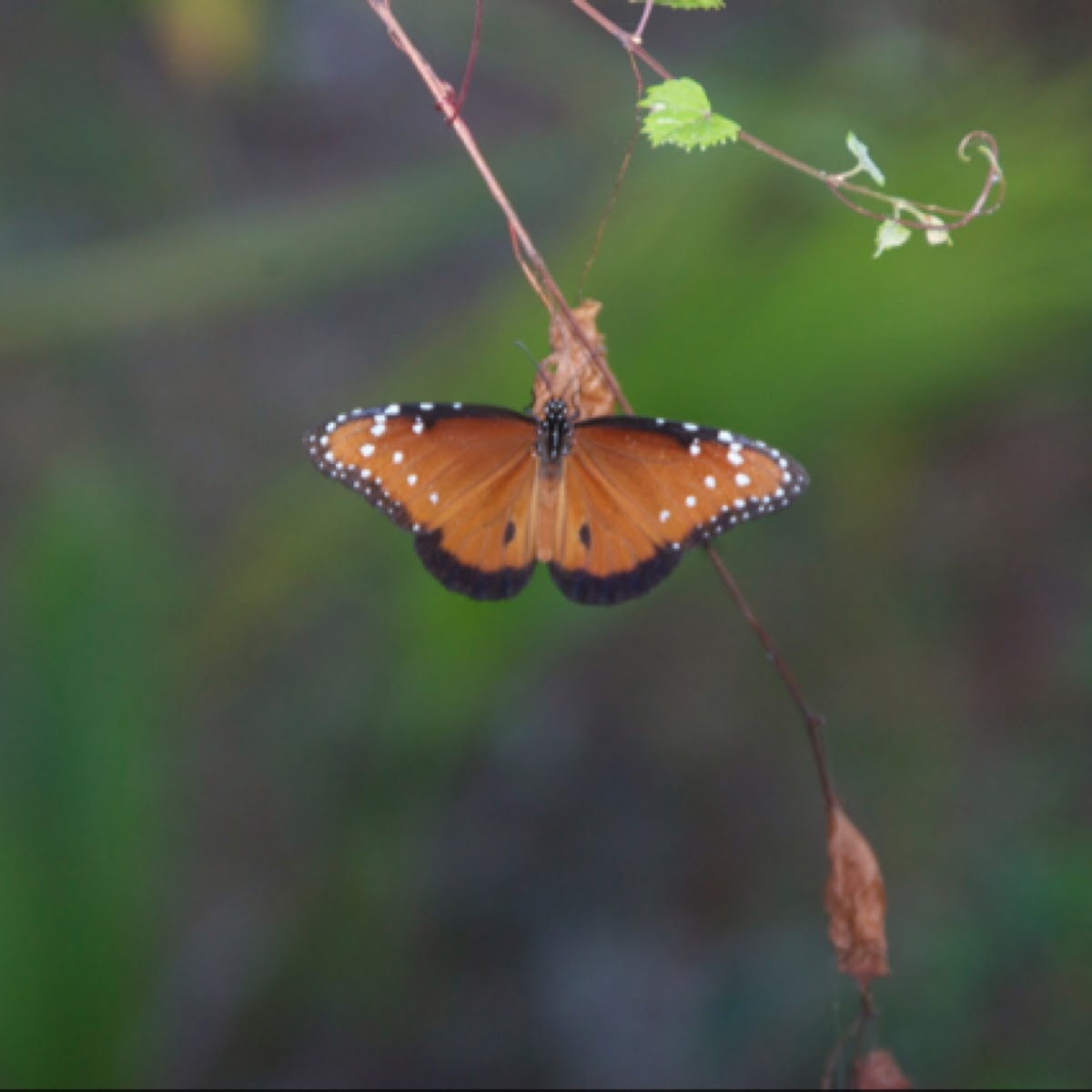 Queen butterfly