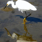 Snowy Egret