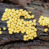 Trichiaceae Slime Mold