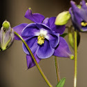 European Columbine