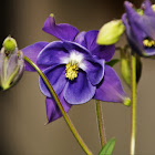 European Columbine