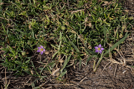 Spergularia rupicola