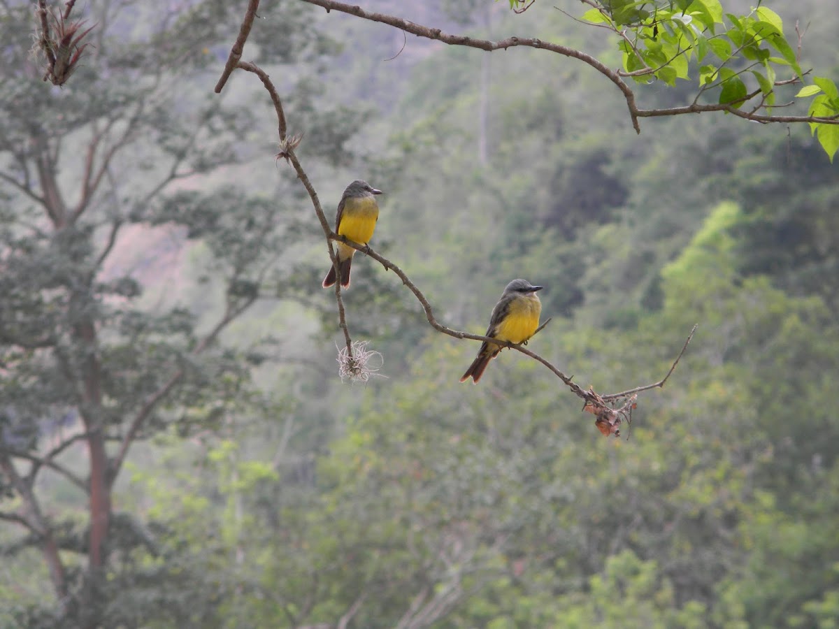 pitogüé - tropical kingbird