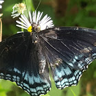 Red-spotted Purple