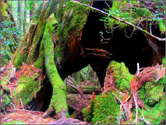 đảo yakushima 7