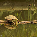 Red-eared Slider