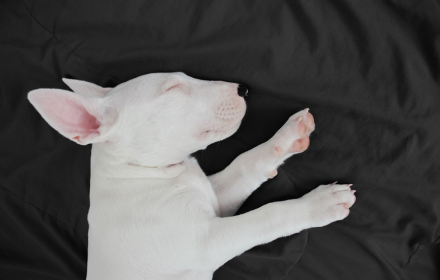 Dog sleeping small promo image