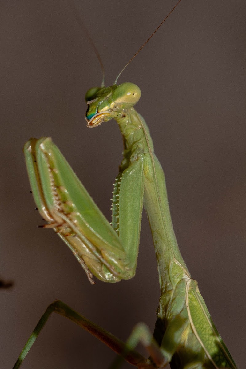 Carolina Mantis