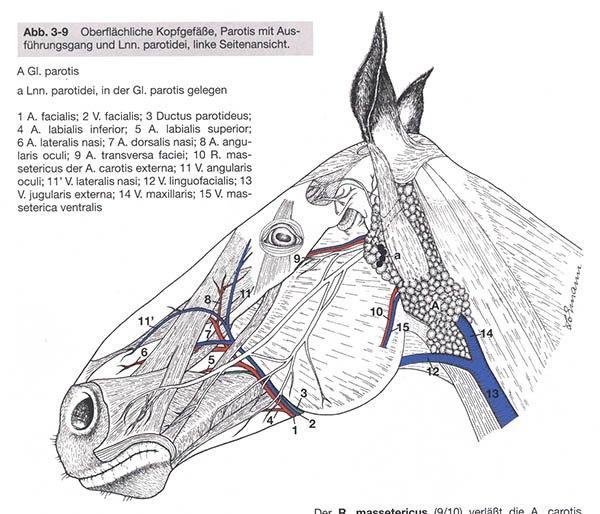 nerves in horse head