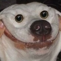 smiledog